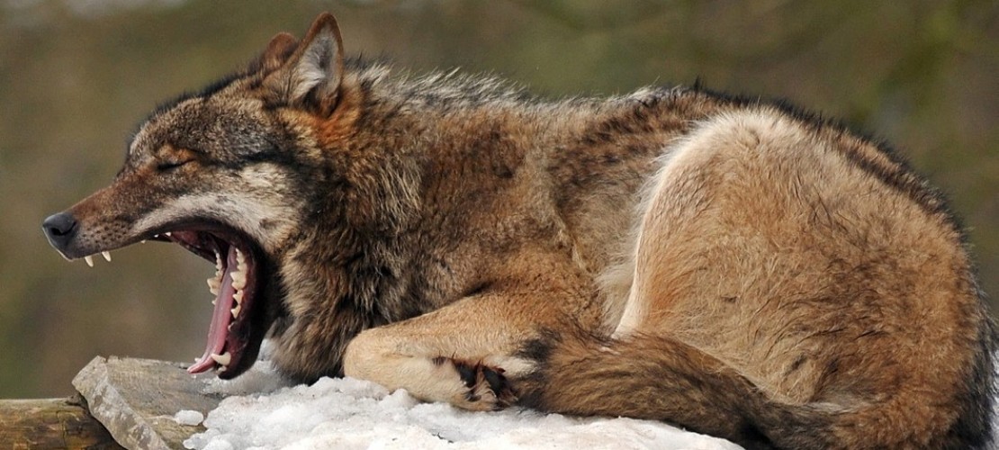 Ist Gähnen bei Tieren ansteckend?