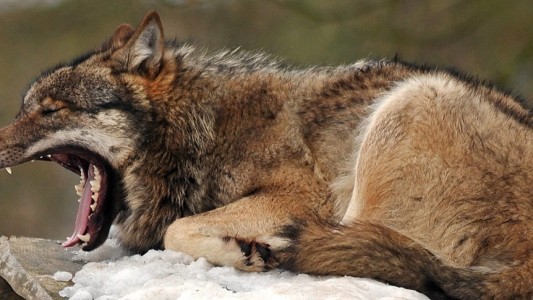 Ist Gähnen bei Tieren ansteckend?