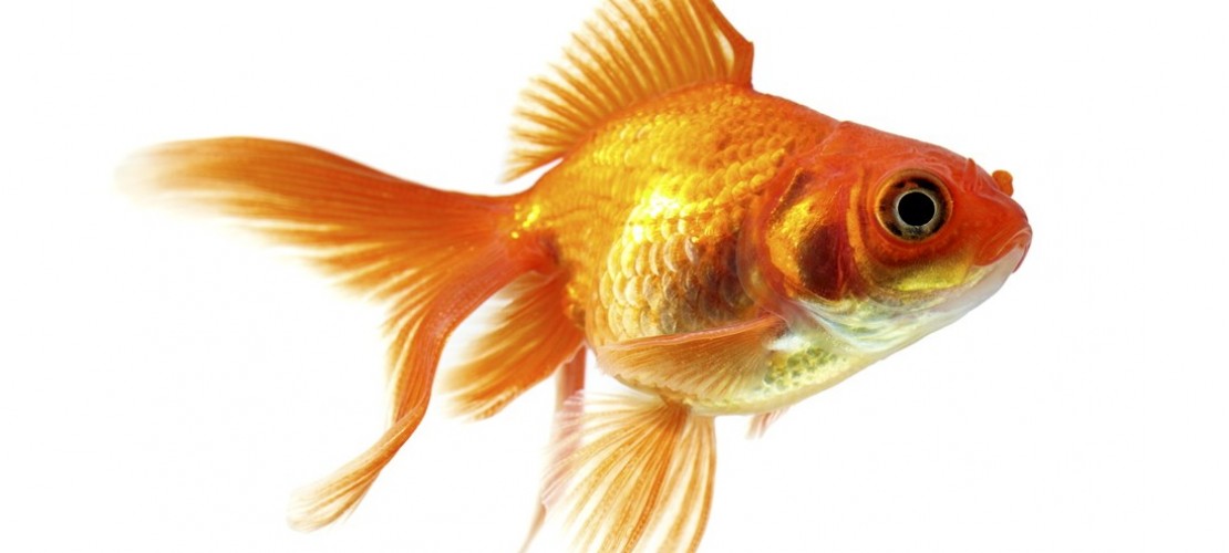Haustier-Serie: Fische