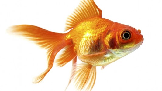 Haustier-Serie: Fische