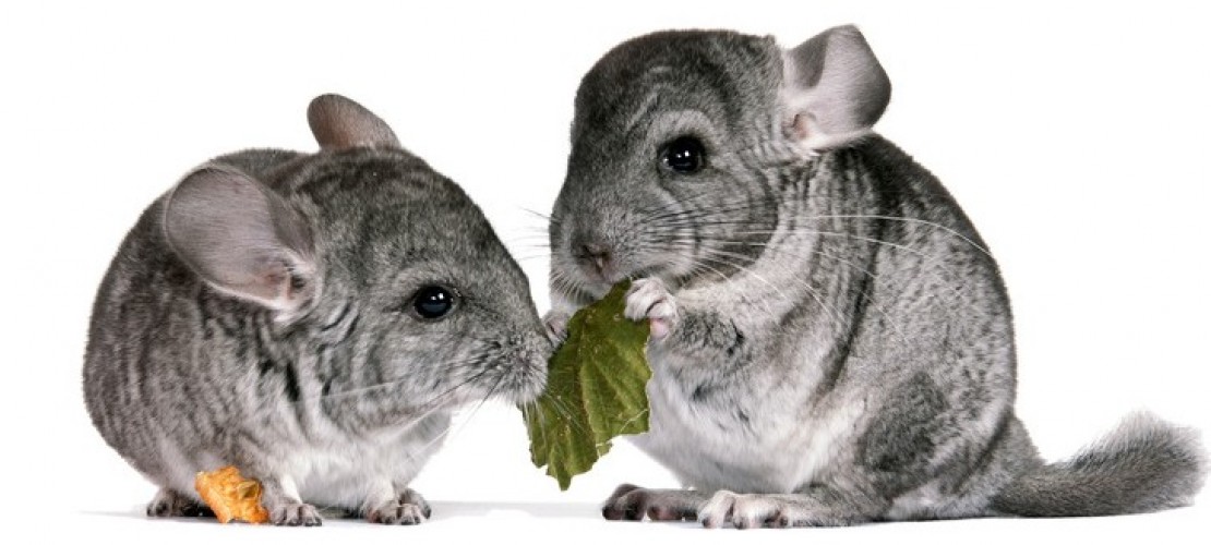 Chinchilla
