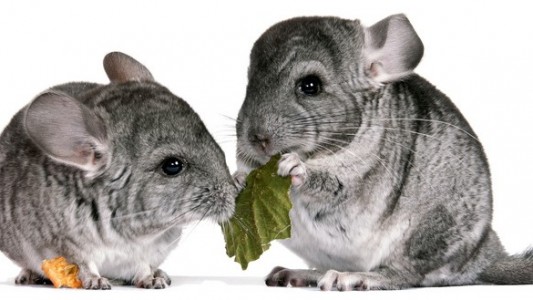 Chinchilla