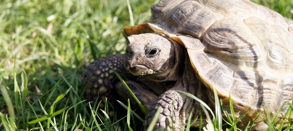 Haustier-Serie: Schildkröten