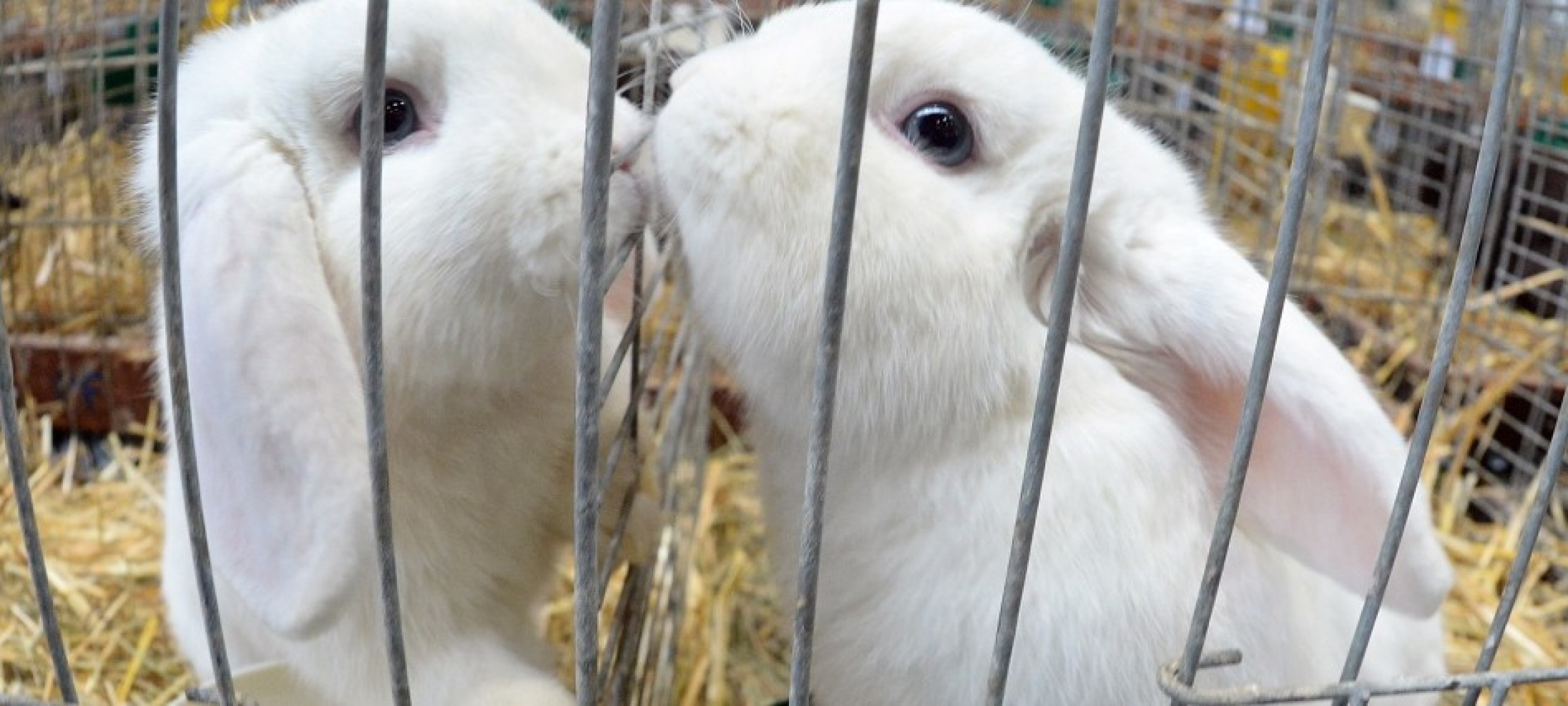 Haustier-Serie: Das Kaninchen | Duda.news