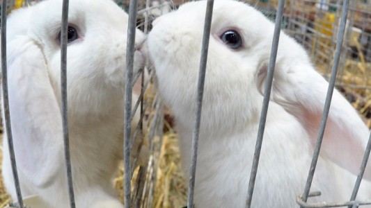 Haustier-Serie: Das Kaninchen