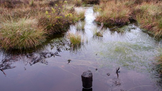 Kann man im Moor versinken?