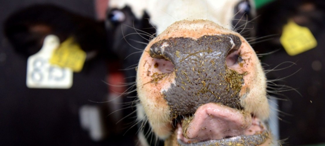 Was sind Wiederkäuer?