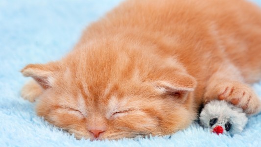 Flauschig, witzig, unschlagbar süß