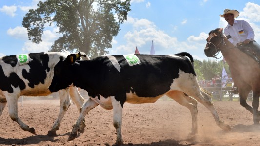 Meister im Kuhfangen gesucht!