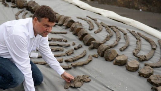 Uralter Wal fast komplett