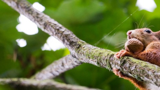 Wie knacken Eichhörnchen Nüsse?