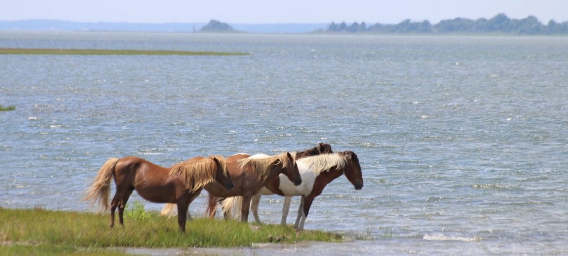 Die Insel der Pferde