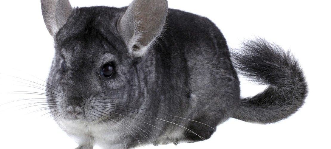 Haustier-Serie: Chinchilla