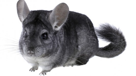 Haustier-Serie: Chinchilla