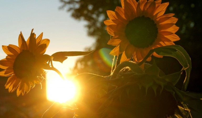 Genieß die letzten Sonnenstrahlen und mach dir ein schönes Wochenende! (Foto: dpa)
