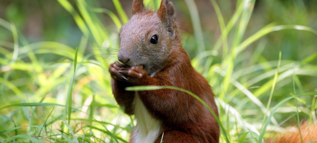 Dickes Fell für kalte Tage