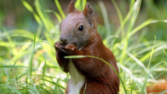 Wie finden Eichhörnchen ihre Nuss-Verstecke wieder?