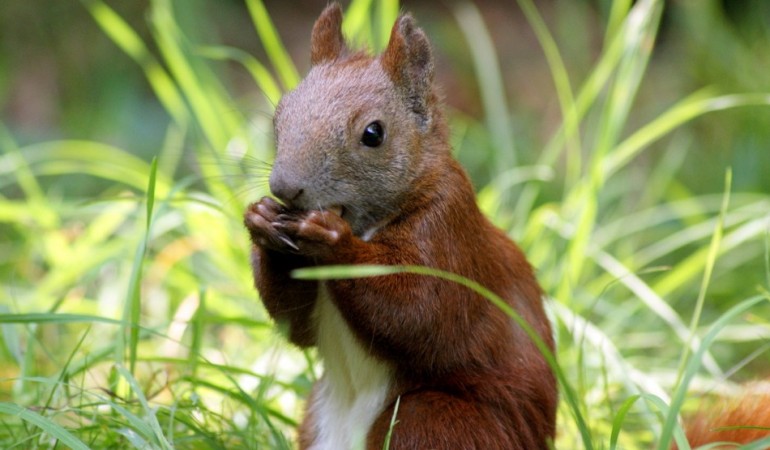 Wie finden Eichhörnchen ihre Nuss-Verstecke wieder?