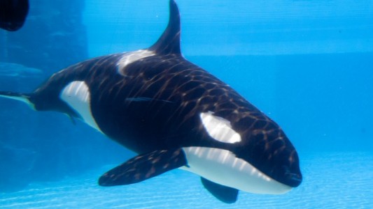 Orca
