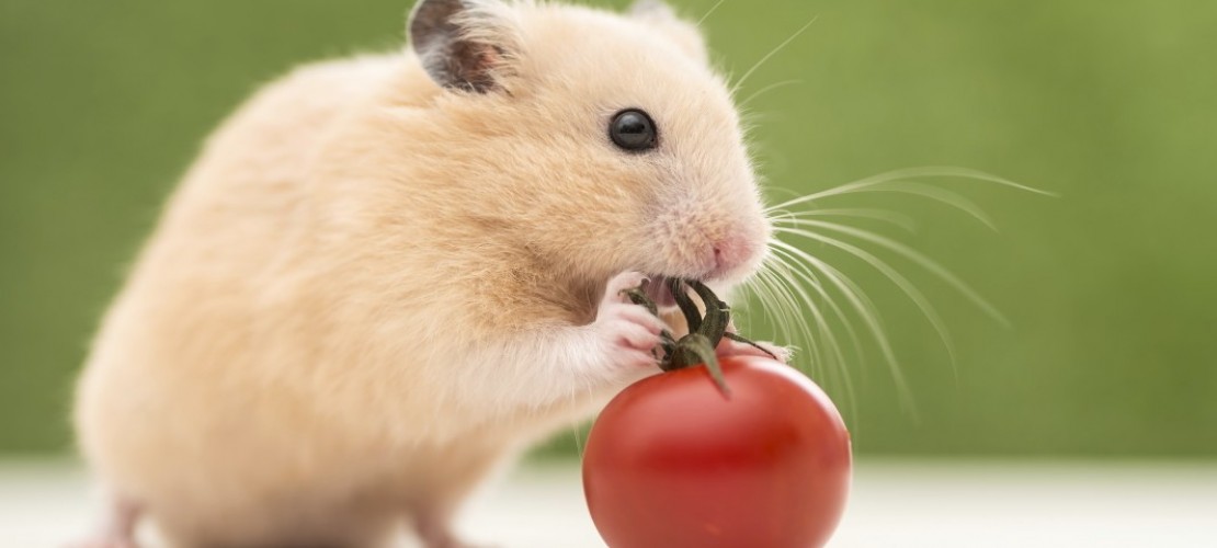 Haustier-Serie: Goldhamster