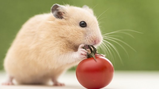 Haustier-Serie: Goldhamster