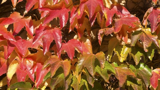 Warum werden die Blätter bunt?