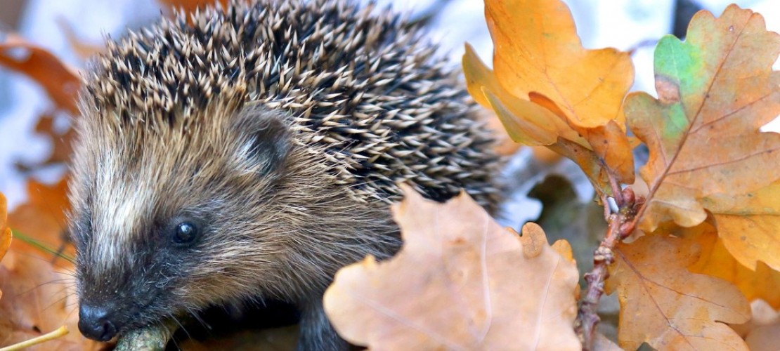 Brauchen kleine Igel Hilfe?