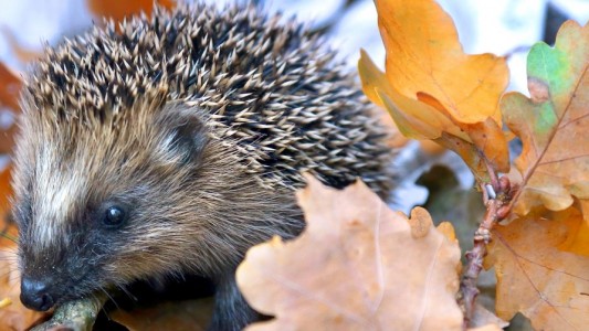 Brauchen kleine Igel Hilfe?