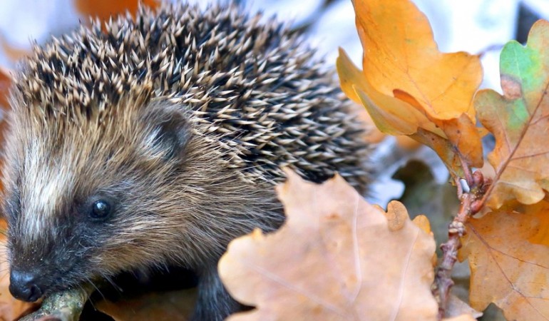 Brauchen kleine Igel Hilfe?