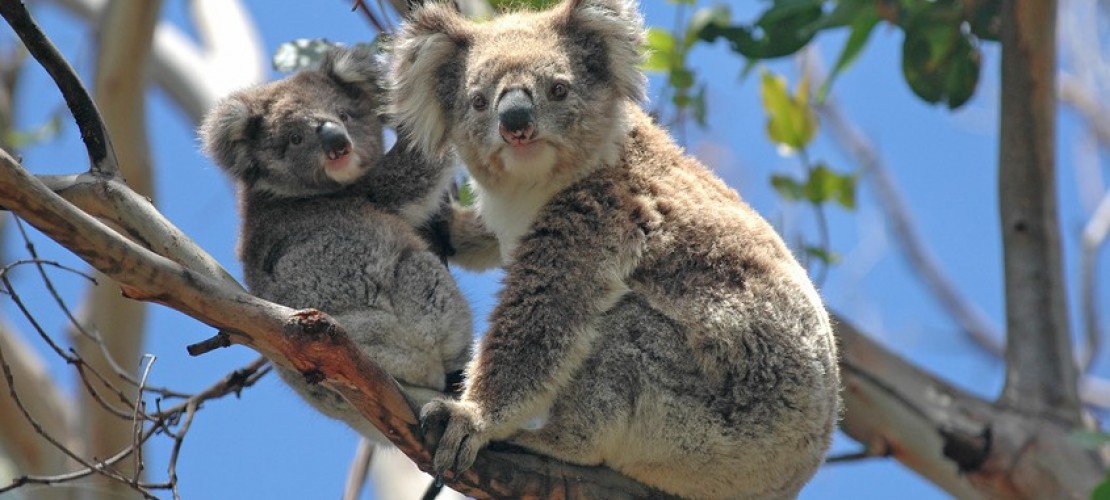 Koala