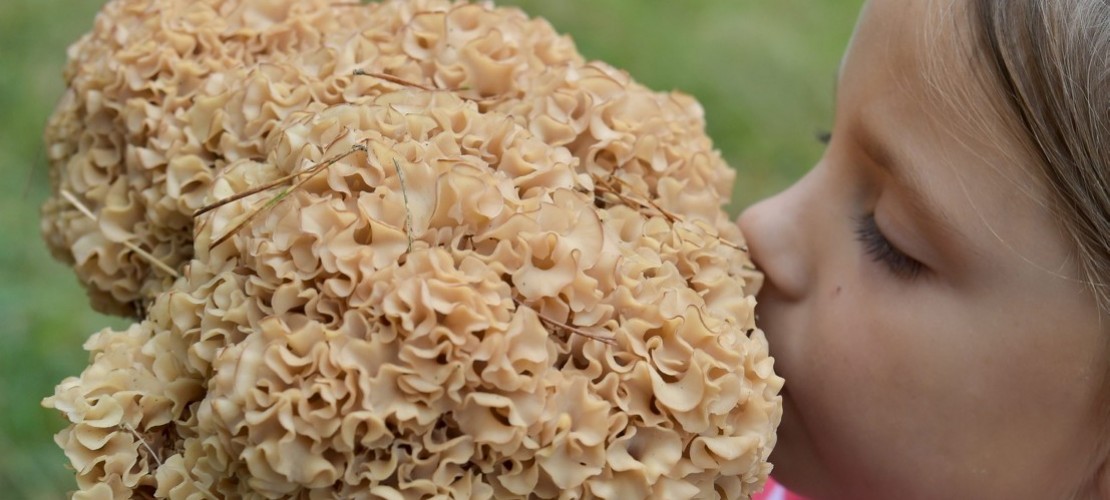 Was ist die „Krause Glucke”?