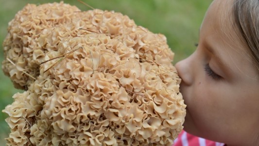 Was ist die „Krause Glucke”?