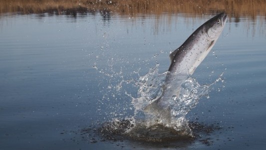 Lachs