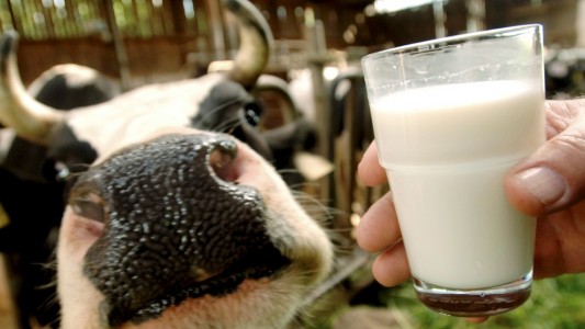 Wie kommt die Milch in die Tüte?