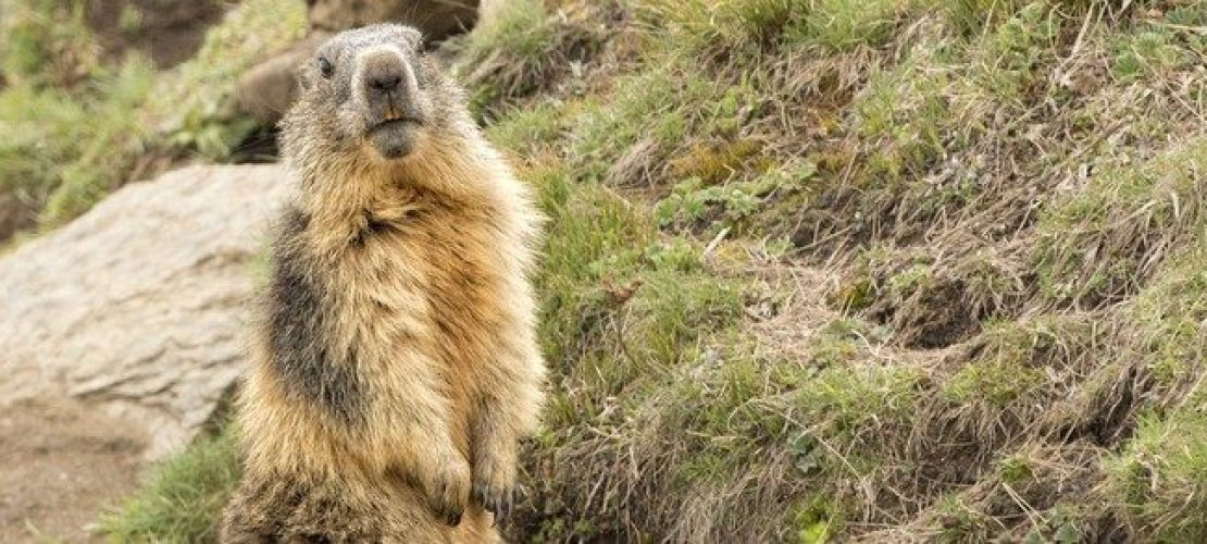 Warum pfeifen Murmeltiere?