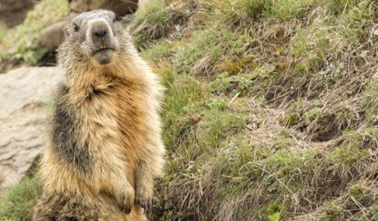 Warum pfeifen Murmeltiere?