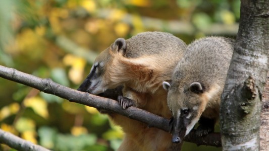 Nasenbär