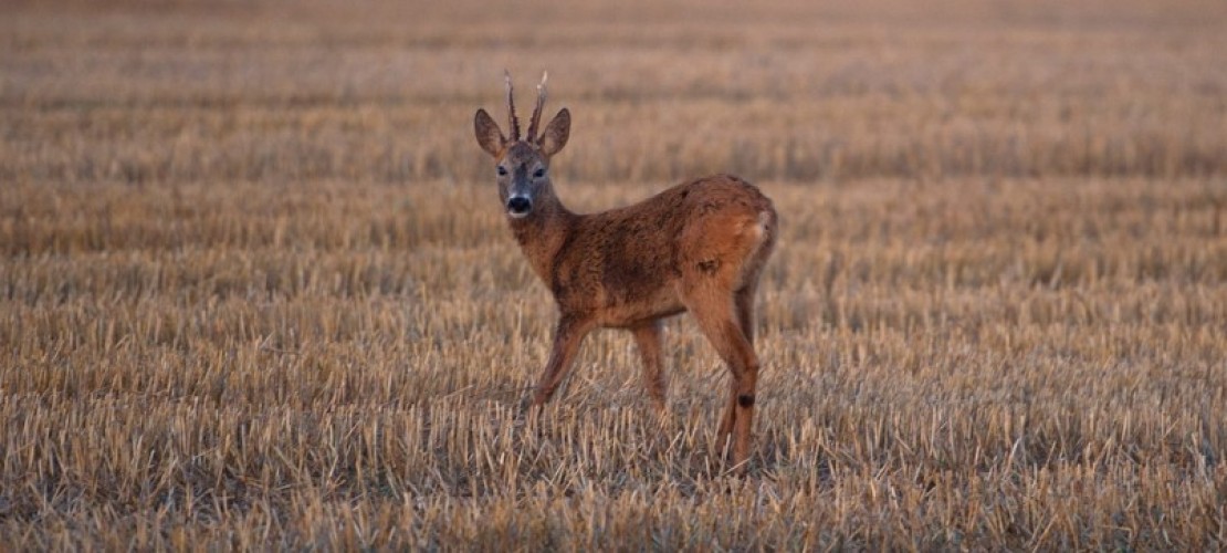 Kopfschmuck der Rehböcke