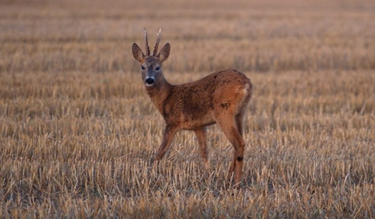 Wie heißt der Mann vom Reh?