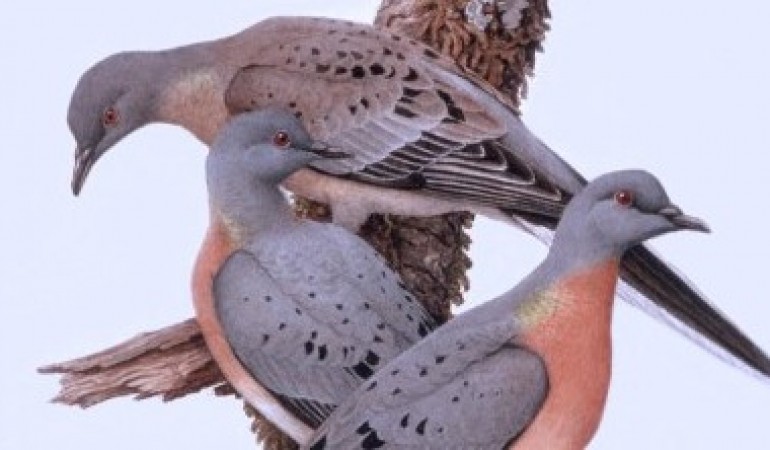 Martha, die letzte ihrer Art