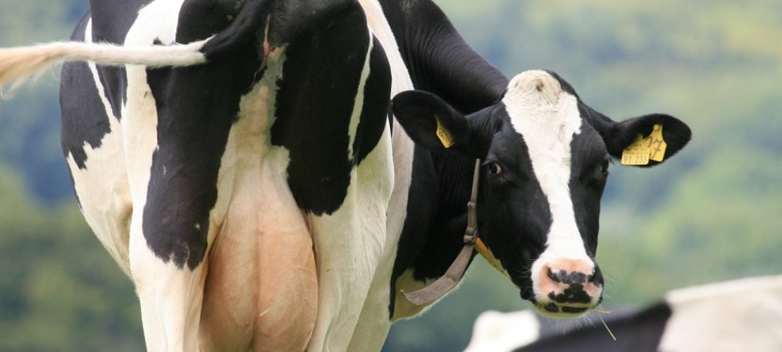 Wieso haben nicht alle Kühe Hörner?