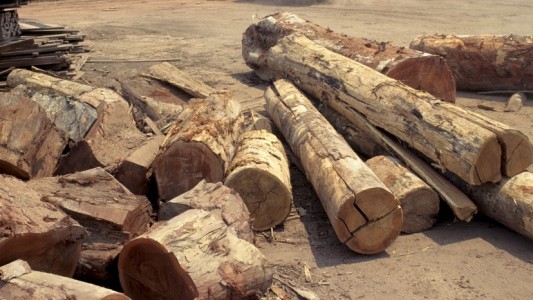 Was passiert bei einer Rodung?