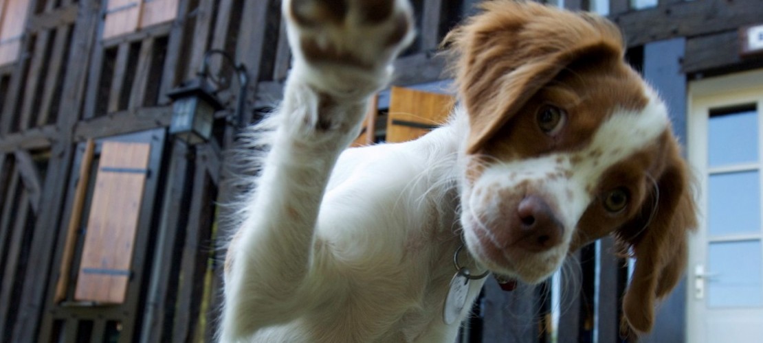 Haustier-Serie: Hunde