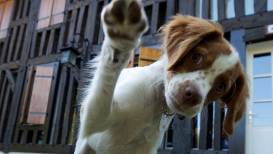 Haustier-Serie: Hunde