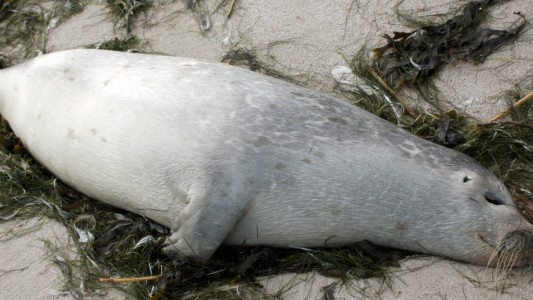 Warum sterben viele Seehunde?