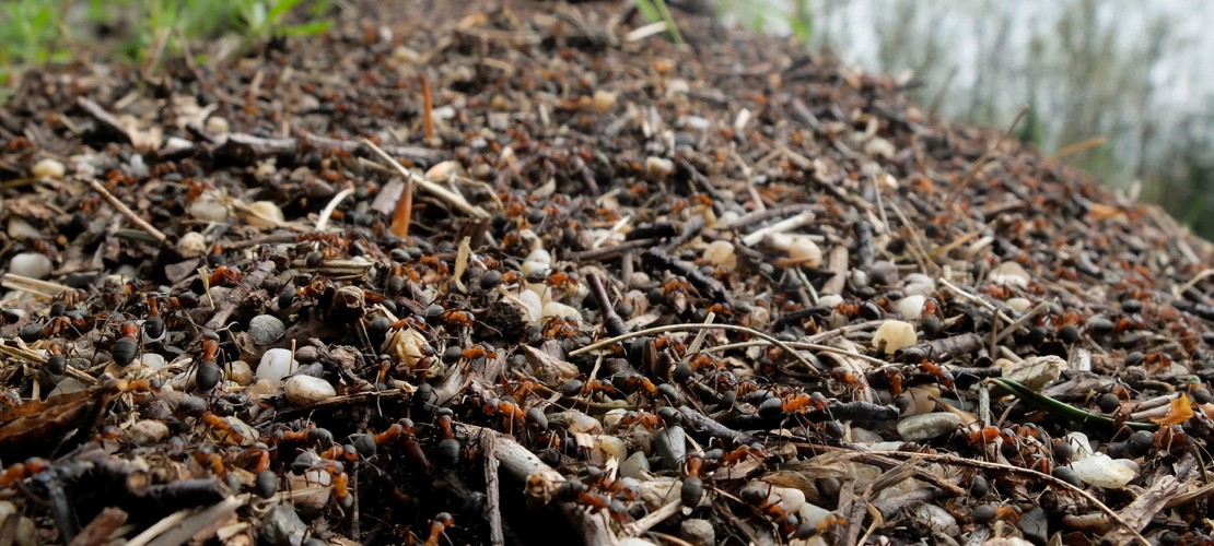 Was ist eine Schwarmintelligenz?