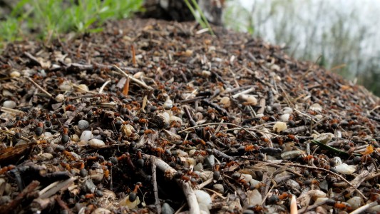 Was ist eine Schwarmintelligenz?