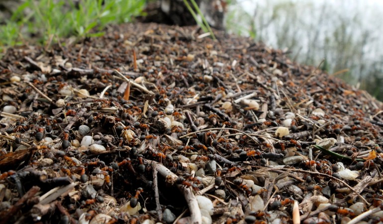 Was ist eine Schwarmintelligenz?