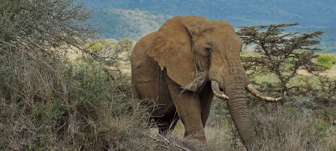 Donald Trump und die Elefanten