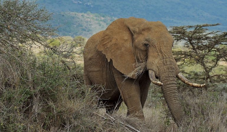 Donald Trump und die Elefanten